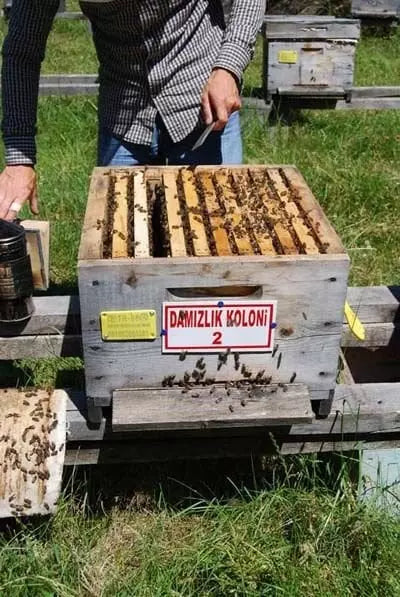 Damızlık Tescilli Yığılca Arısı