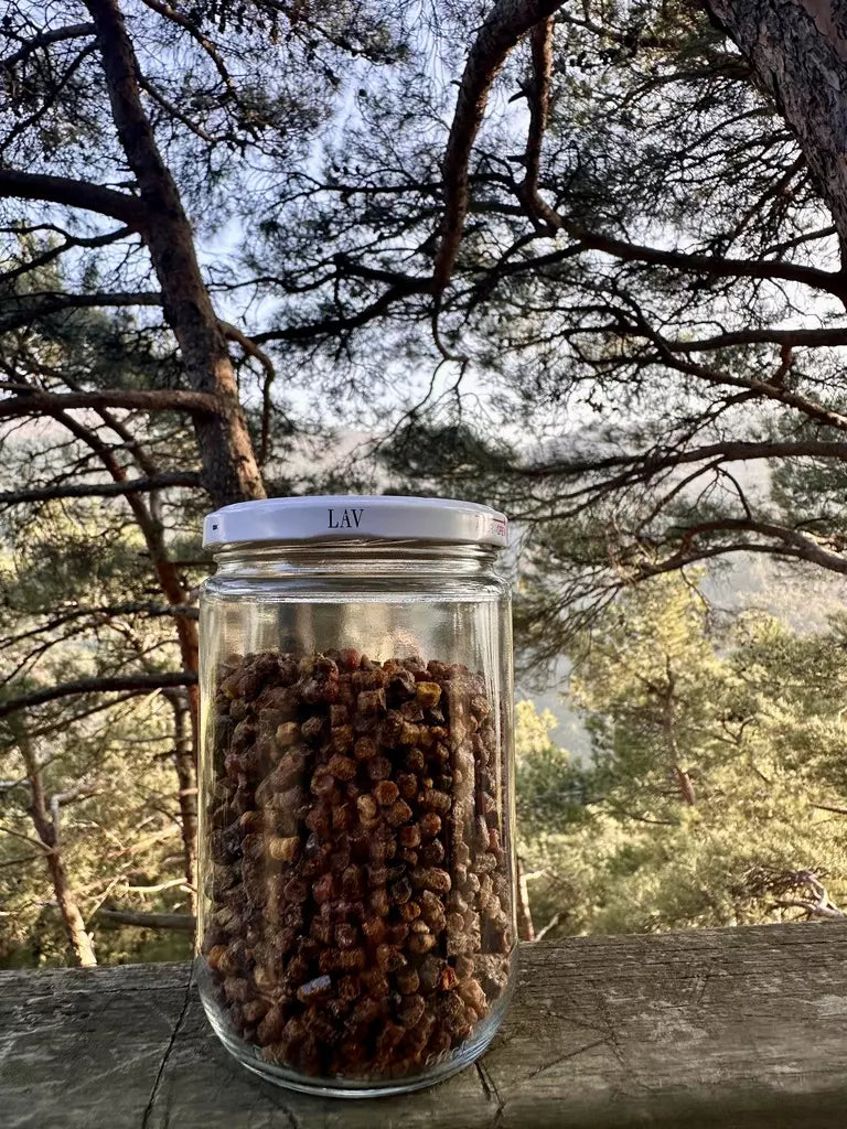 Arı Ekmeği (Perga)
